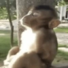 Macaquinhos reativos 🐒 10