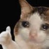 Gatinhos + reações 12