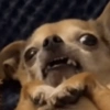 Chihuahua 😆 9