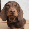 CACHORRO SALSICHA  10