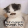 Gatos Pa Contestar🐈⚡ 26