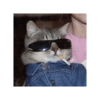 Kucing anomali 6