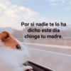 Animales Random 2🌸💥 23