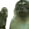Reações macaquinhos 13