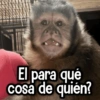 Changuitos Reacciones! 🐵🐒 5