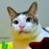 Bobby Kucing Prabowo 🐱 6