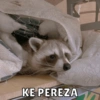 Animalitos🐾🥰 6