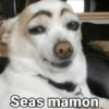 Waos - Perro con cejas🐶 12