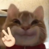 Kucing LUCU BGT 12