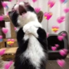 Para os românticos 🥰❤️💖 15