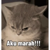 Kucing anomali 13