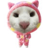 Funny cat memes 8