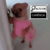 Alto Em 🔎 Doguinhos 12