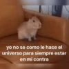 Animales Random 2🌸💥 14