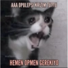 Catsarecute 13
