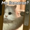 Gatitos Memes😺✨💕9 6