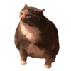 Enojado 6