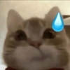 Kucing no context 21