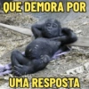 MACAQUINHOS EXPRESSIVOS 🐵 9