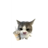 Kucing lucu 8