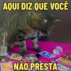 GATOS SENDO GATOS 😸 15