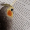 Calopsita Fofa Reações 🦜 13
