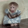 Macaquinhos reativos 🐒 16