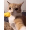 Kucing anomali 21