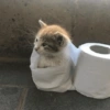 Cats (2/4) 16
