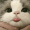 Gato sacando la lengua 14