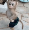 Reações macaquinhos 15
