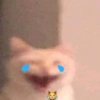 Kucing LUCU BGT 22