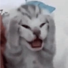 Kucing no context 26