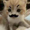 Kucing lucu 6
