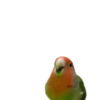 Birds 2.0 29