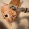 Cat 17