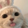 Gatinhos 27