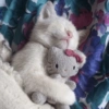 Gatinhos 30