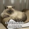 ESPERANDO PACIENTE