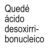 Quedé ácido desoxirri- bonucleico
