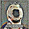 LUCU
AWIKWOK