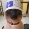 Gatos 25