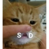 ✨Gatos Cura Depresión 6😻❤️ 3