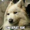 GINI AMAT YAK