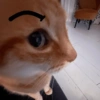 Kucing kata-kata lucu 5