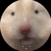 Animalitos🐾🥰 10