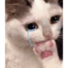 Gatinhos 6