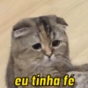 GATINHOS 🥰 10