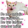 🐱🐾Mishis Para Tu Crush II💘😻  12