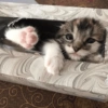 Сумасшедшие кошки 1 21